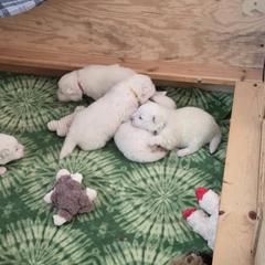 Red Boy -Fireweed - White and biscuit male Samoyed puppy in Albuquerque, New Mexico from Wintersong Samoyeds