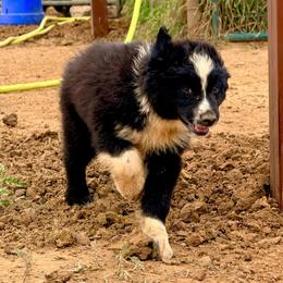 Remedy - Black & white female Australian Shepherd puppy in Mineral Wells, Texas from A6 Australian Shepards