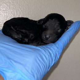 Green collar girl - Black female Poodle puppy in Valdosta, Georgia from Posh Poodles