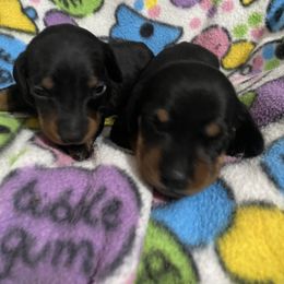 Dachshund, German Shepherd, and Miniature Australian Shepherd Puppies from Homestead Doxies and Shepherds
