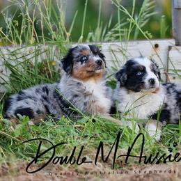 Boone - Blue merle male Australian Shepherd puppy in Olivehurst, California from Double M Aussies
