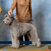 Pumik and Weimaraners from Silhouette Weims & Pumi