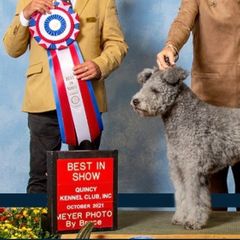 Pumik and Weimaraners from Silhouette Weims & Pumi