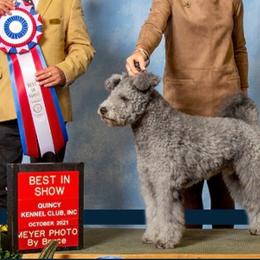 Pumik and Weimaraners from Silhouette Weims & Pumi