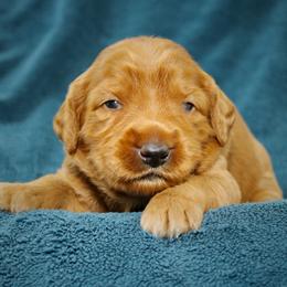 Brooke - Caramel red female Australian Labradoodle puppy in Stanwood, Washington from Victoria Creek Australian Labradoodles