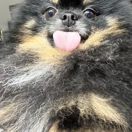 Pomeranian Puppies from Heartlove Poms