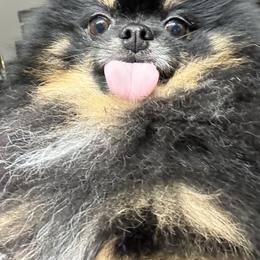 Pomeranian Puppies from Heartlove Poms