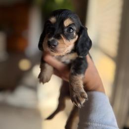 Evangeline - Black and cream female Dachshund puppy in Baton Rouge, Louisiana from Bayou d’ Elara Dachshunds
