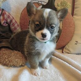 Pembroke Welsh Corgi Puppies from Circle D Corgis