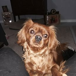 Cavalier King Charles Spaniel Puppies from Oakdale Cavaliers