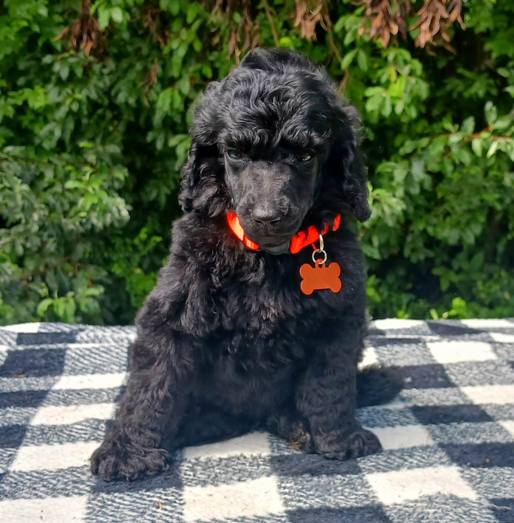 Dalmatian and Poodle Puppies from Reeves Family Standards