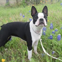 Pixie - Boston Terrier