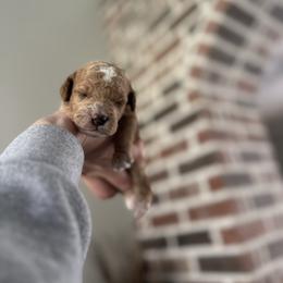 True - green collar - Red  male Goldendoodle puppy in Pine Prairie, Louisiana from Prairie Paws
