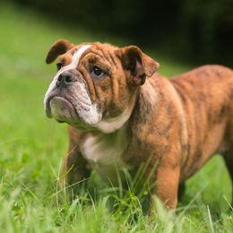Bulldog Puppies from Brandywine Bulldogs