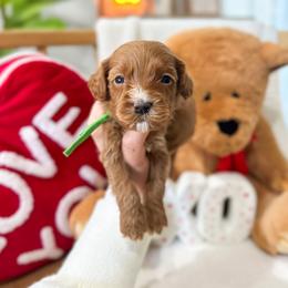 Angel - Red male Australian Labradoodle puppy in Palmdale, California from Doodles_Ko