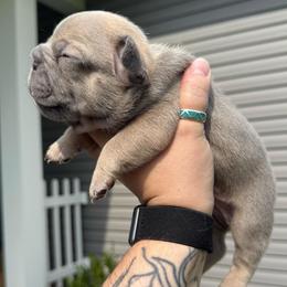 Lilac Fawn Boy - Blue fawn male French Bulldog puppy in Grafton, Ohio from K&J Frenchies