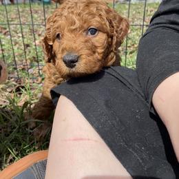 Goldendoodle Puppies from Golden Light Doodles