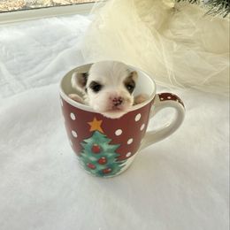 Franny - Parti female Yorkshire Terrier puppy in Nesbit, Mississippi from Bluff City Yorkies