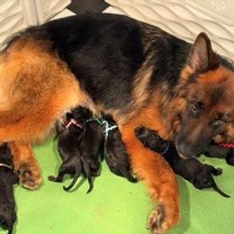 Boy 1 - Black and red male German Shepherd puppy in Valley Springs, South Dakota from Von Pasch German Shepherds