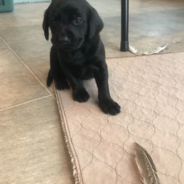 Labrador Retriever Puppies from Whispering Creek British labs LLC