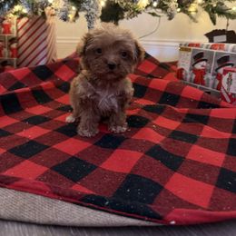 Jack - Red  male Goldendoodle puppy in Chesnee, South Carolina from Megan’s Spoiled Standards