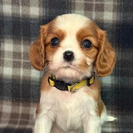 Yellow Girl - Blenheim female Cavalier King Charles Spaniel puppy in Siloam Springs, Arkansas from Queen Cavaliers
