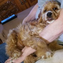 Boy 1, "Tator-Tot" - Red and white Cocker Spaniel puppy in Bend, Oregon from Cuddle Bug's Cocker Spanielss