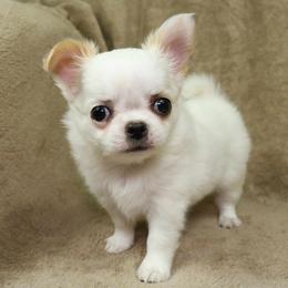 Chihuahua Puppies from OutLaw Chihuahua's