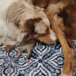 Dixie - Australian Shepherd