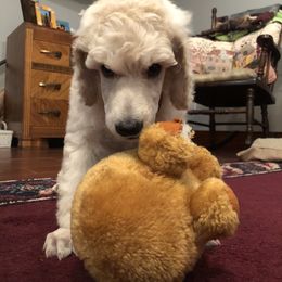 Poodle Puppies from D and D Standard Poodles