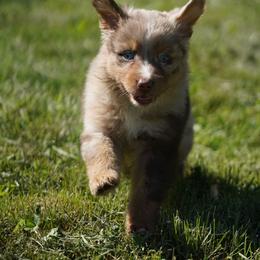 Sunfyre - Red merle male Australian Shepherd puppy in Kokomo, Indiana from North Central Aussies