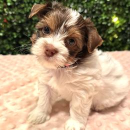 Sally - Parti female Yorkshire Terrier puppy in Stockton, California from Maranatha Yorkies - Stockton