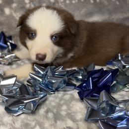 Green color - Panda female German Shepherd puppy in Marion, Ohio from Legacy K9’s