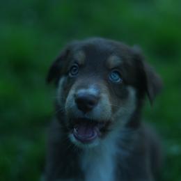 Gratin - Red tri-color male Australian Shepherd puppy in Altmar, New York from E&C Australian Shepherds
