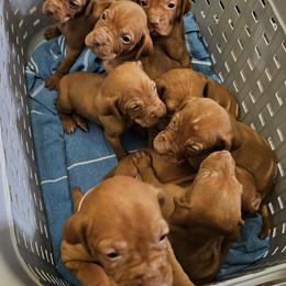 Vizsla puppies from Stoney Creek's Vizslas