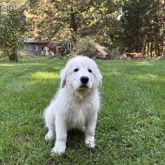Nile (black collar) - White male Maremma Sheepdog puppy in Kalamazoo, Michigan from Wild at Farm