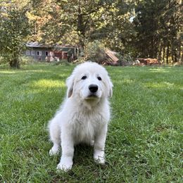Nile (black collar) - White male Maremma Sheepdog puppy in Kalamazoo, Michigan from Wild at Farm