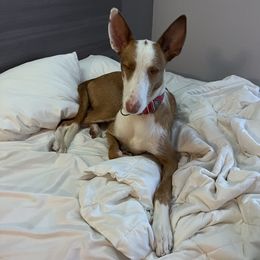 Ren - Ibizan Hound
