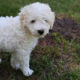 Louie - Yellow and white male Bernedoodle puppy in Midland, Michigan from Puppy Place