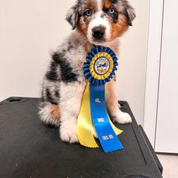 Australian Shepherd Puppies from JS Aussies