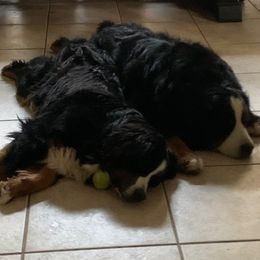 Bernese Mountain Dog Puppies from Blue Ridge Mountains - Bernese Mountain Dog Pups