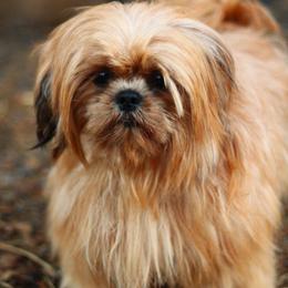AKC/FCI Elliot - Shih Tzu