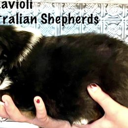 Boy 2 - Australian Shepherd puppy from XA AUSTRALIAN SHEPHERDS
