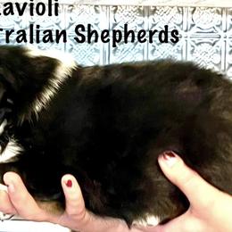Boy 2 - Australian Shepherd puppy from XA AUSTRALIAN SHEPHERDS