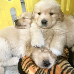 Girl 4 - Golden Retriever puppy in Newport, Pennsylvania from Liberty Golden Retrievers