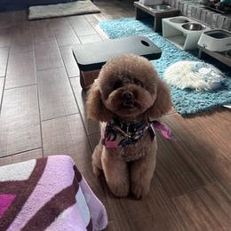 Crystal - Poodle