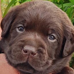 Labrador Retrievers from Creek's Edge Labradors
