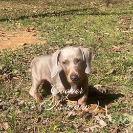 Dachshund Puppies from Stachia’s C4 Dachshunds
