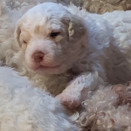 Creekside Gioia - Lagotto Romagnolo puppy in Huntingdon Valley, Pennsylvania from CreekSide Lagotto