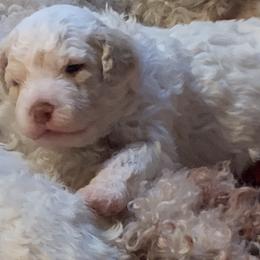 Creekside Gioia - Lagotto Romagnolo puppy in Huntingdon Valley, Pennsylvania from CreekSide Lagotto